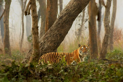 photo of Dudhwa National Park